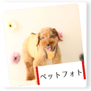 ペットフォト